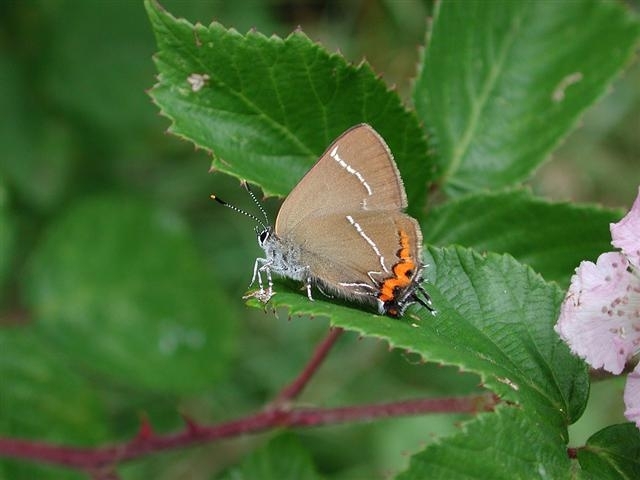 Recent Sightings 3rd - 8th July